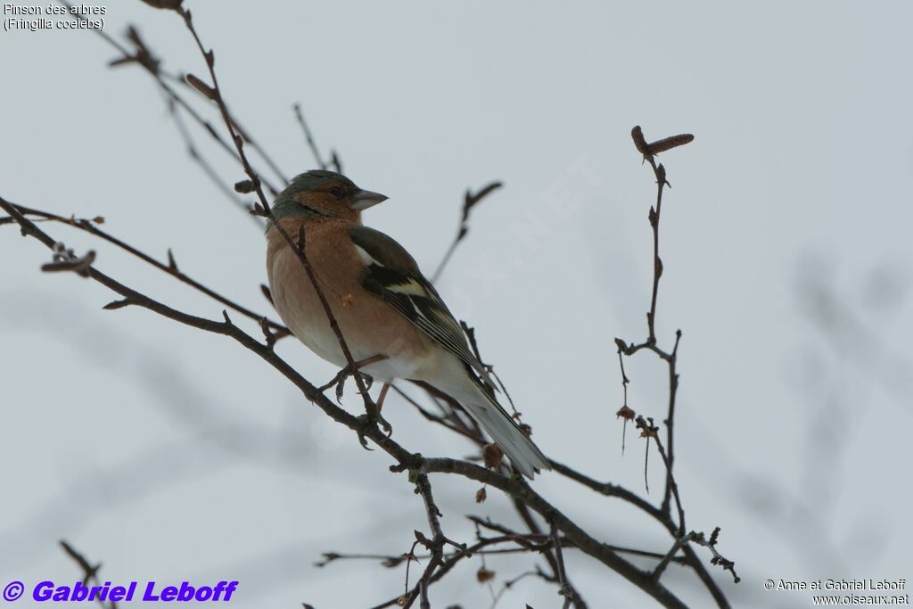 Eurasian Chaffinch male