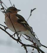 Common Chaffinch