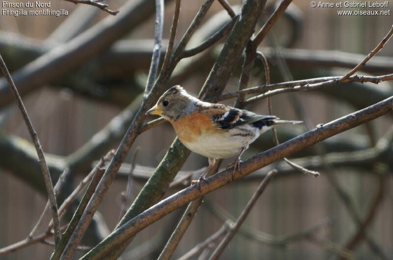 Brambling