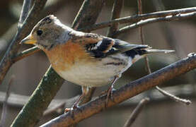 Brambling