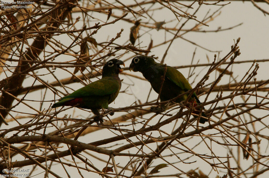 Scaly-headed Parrot