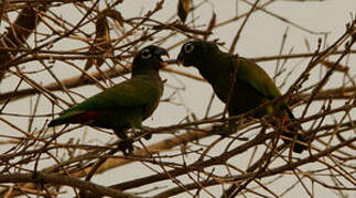 Scaly-headed Parrot