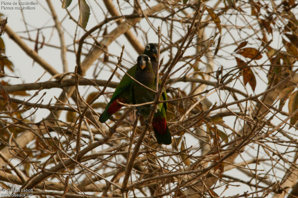 Scaly-headed Parrot