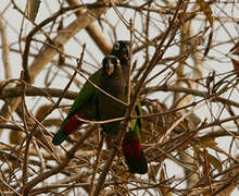 Scaly-headed Parrot