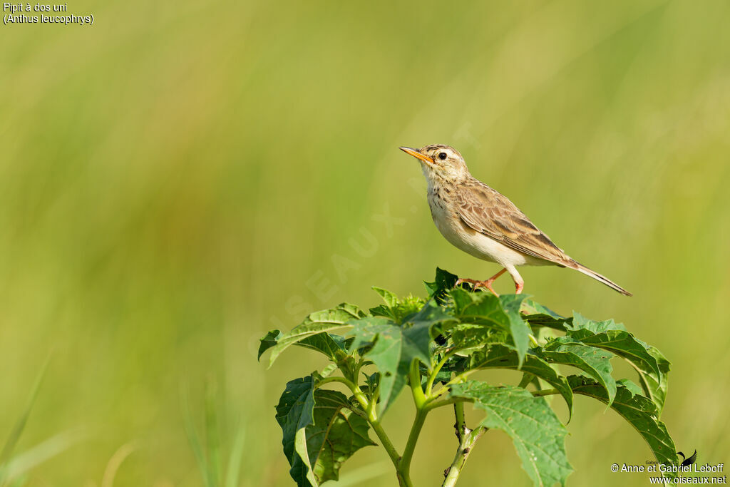 Pipit à dos uniimmature