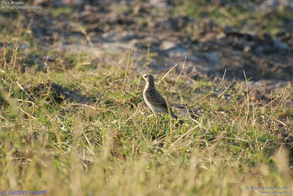 Pipit africain