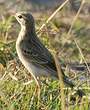 Pipit africain