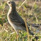 Pipit africain