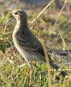 African Pipit