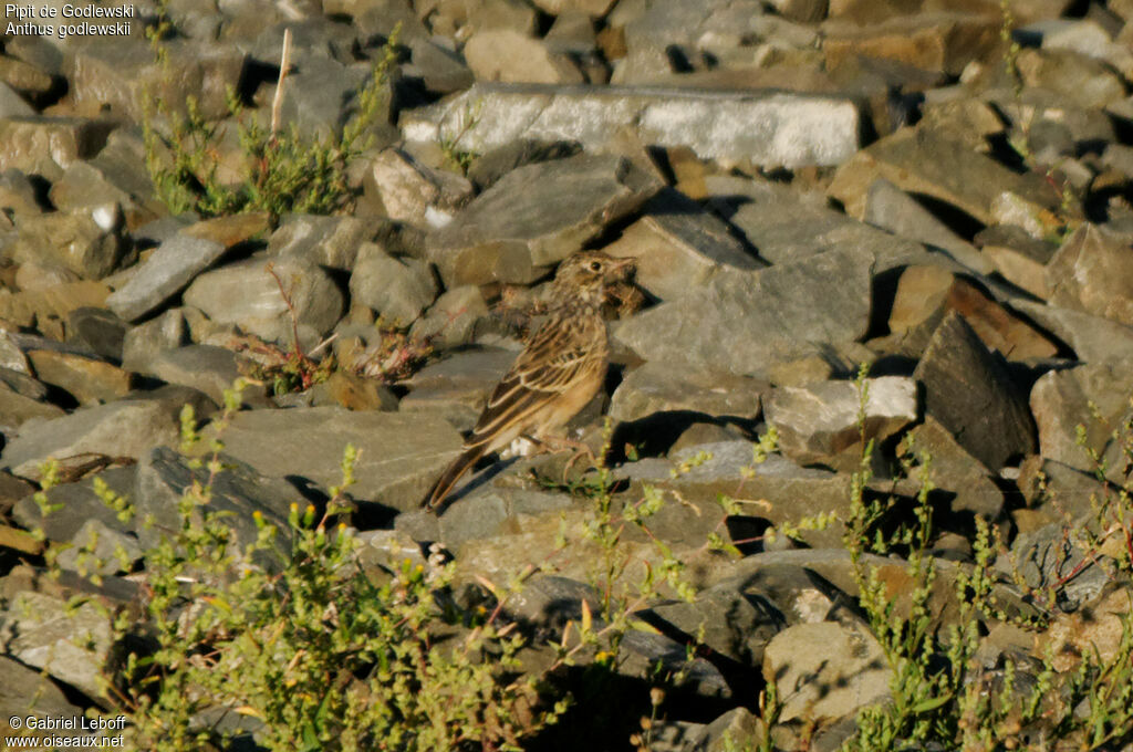 Pipit de Godlewski