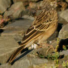 Pipit de Godlewski