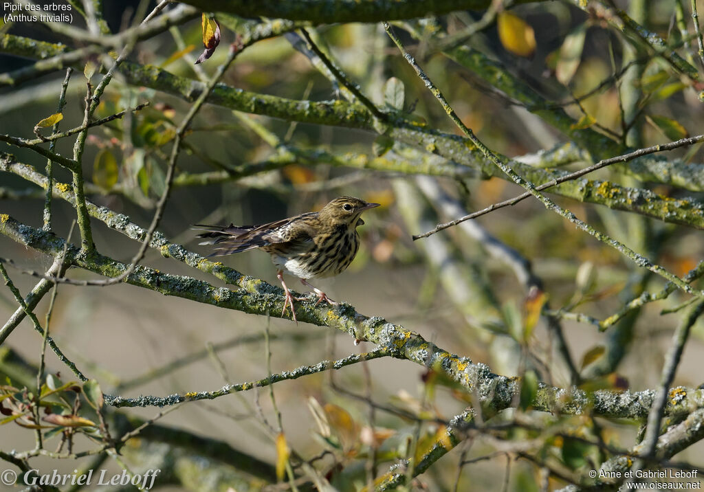 Tree Pipit