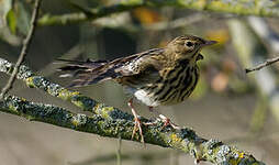 Pipit des arbres