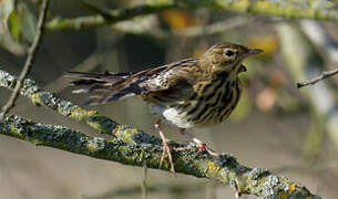 Tree Pipit