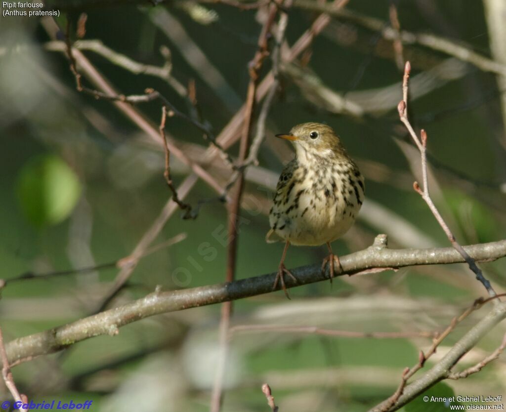 Pipit farlouse