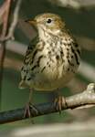 Pipit farlouse