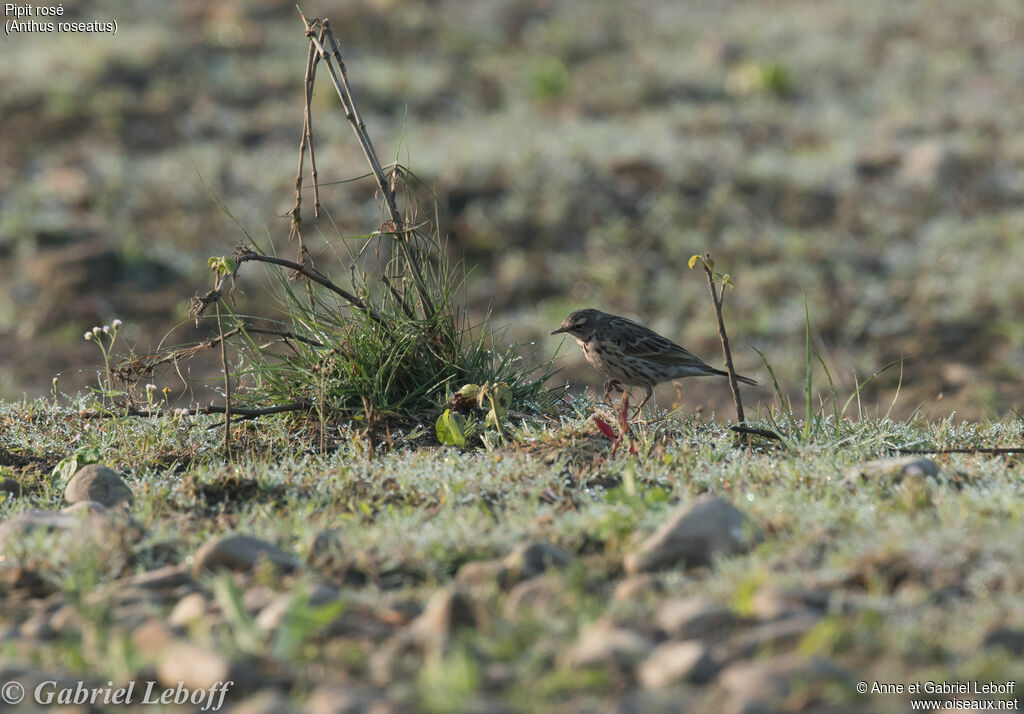 Pipit rosé