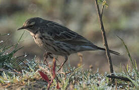 Rosy Pipit