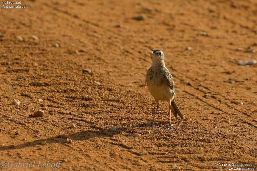 Paddyfield Pipit