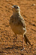 Paddyfield Pipit