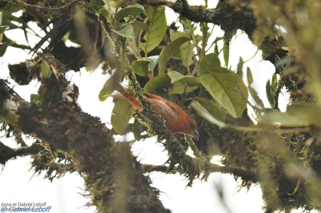 Hepatic Tanager male adult, habitat, eats