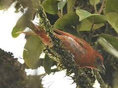 Hepatic Tanager