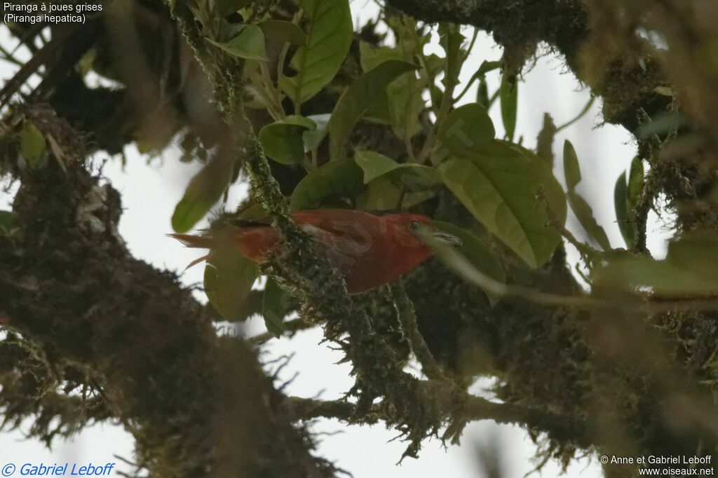 Hepatic Tanager male adult