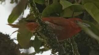 Hepatic Tanager