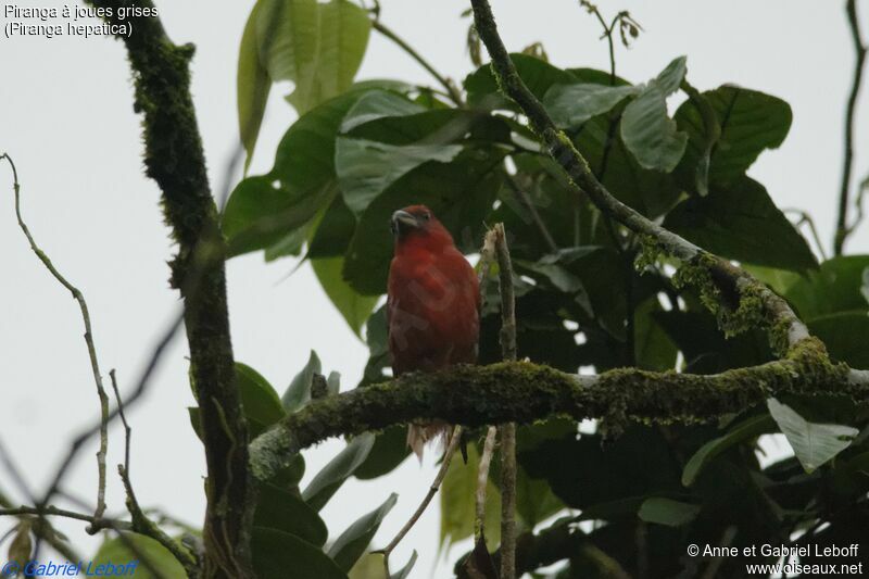 Hepatic Tanager male adult