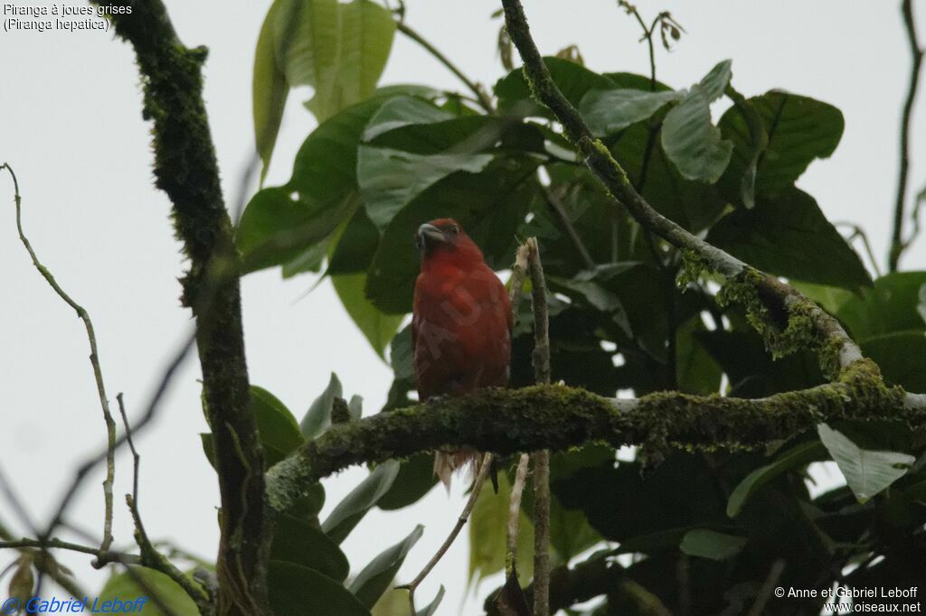 Hepatic Tanager male adult