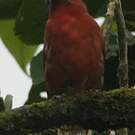 Piranga à joues grises