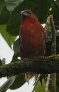 Hepatic Tanager