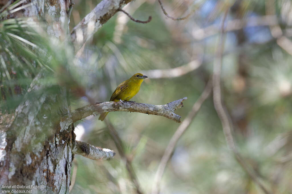 Piranga à joues grises femelle adulte, habitat, pigmentation