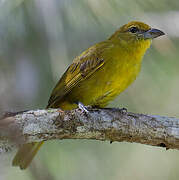 Hepatic Tanager