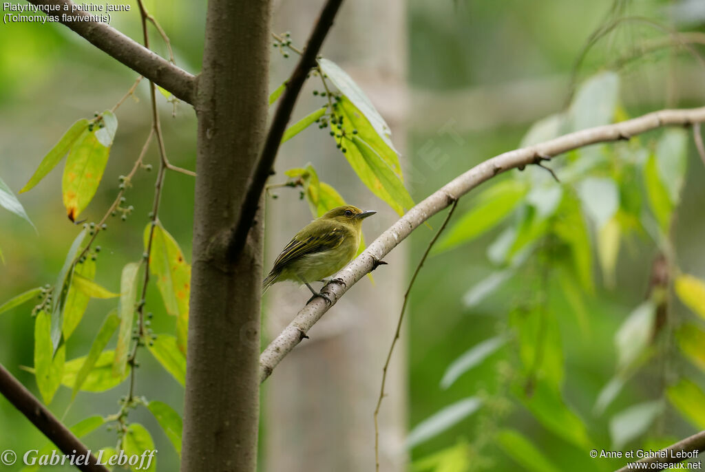 Platyrhynque à poitrine jaune