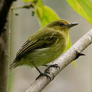 Platyrhynque à poitrine jaune