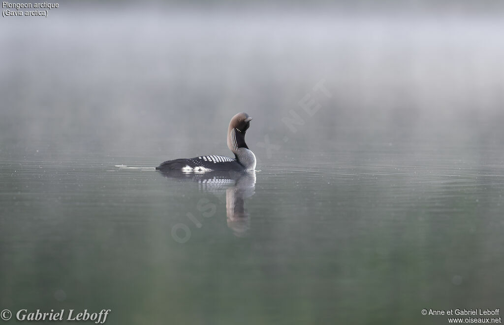 Plongeon arctiqueadulte nuptial