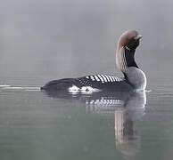 Black-throated Loon