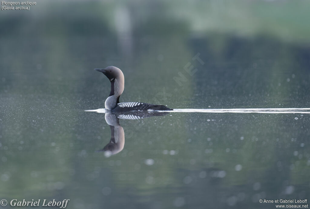 Plongeon arctiqueadulte nuptial