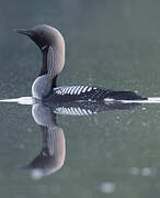 Black-throated Loon