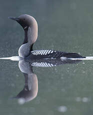 Plongeon arctique