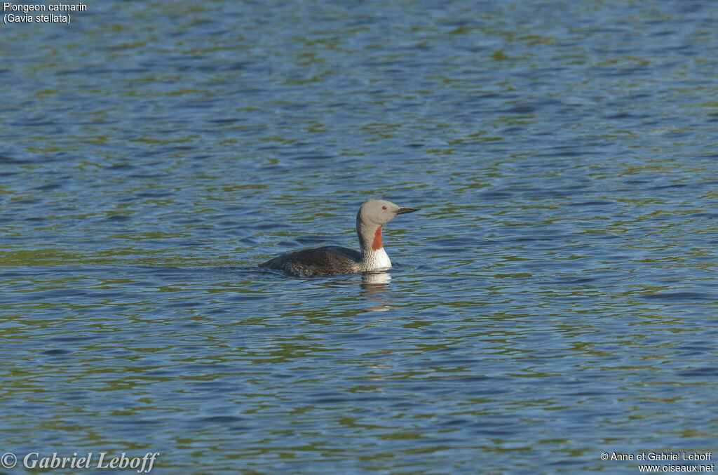 Red-throated Loon