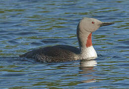 Red-throated Loon