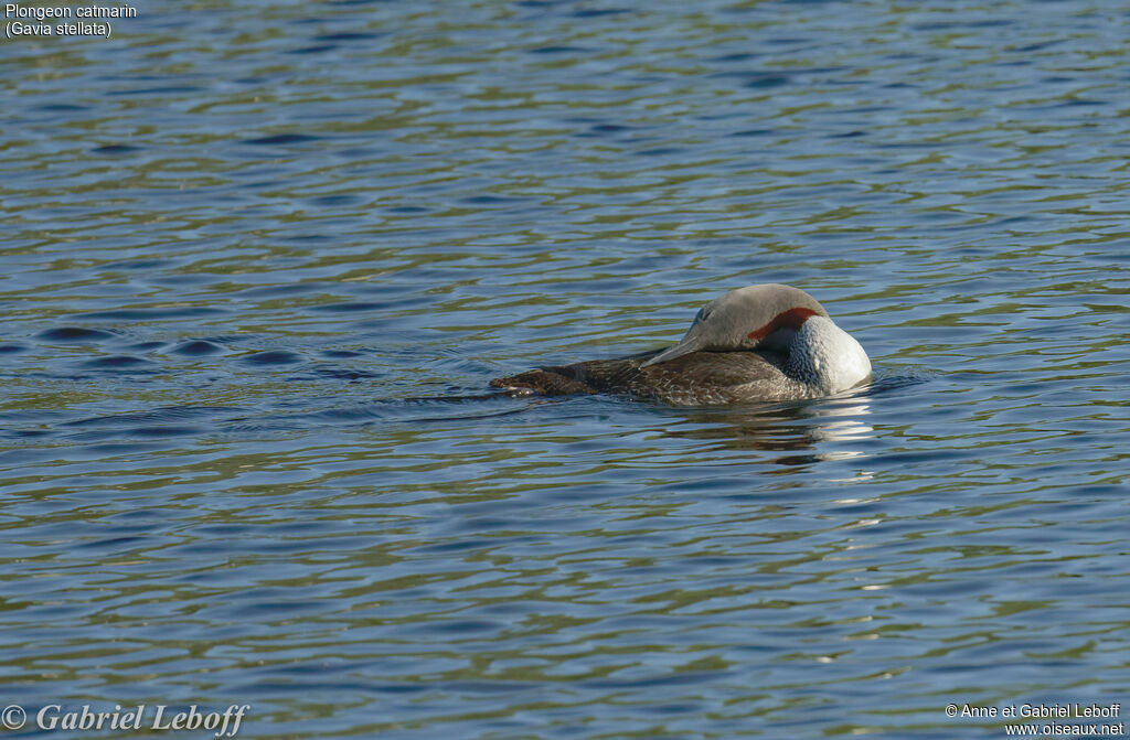 Plongeon catmarinadulte nuptial