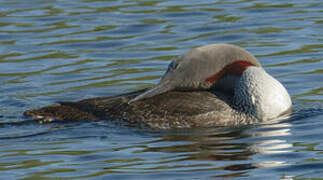 Red-throated Loon