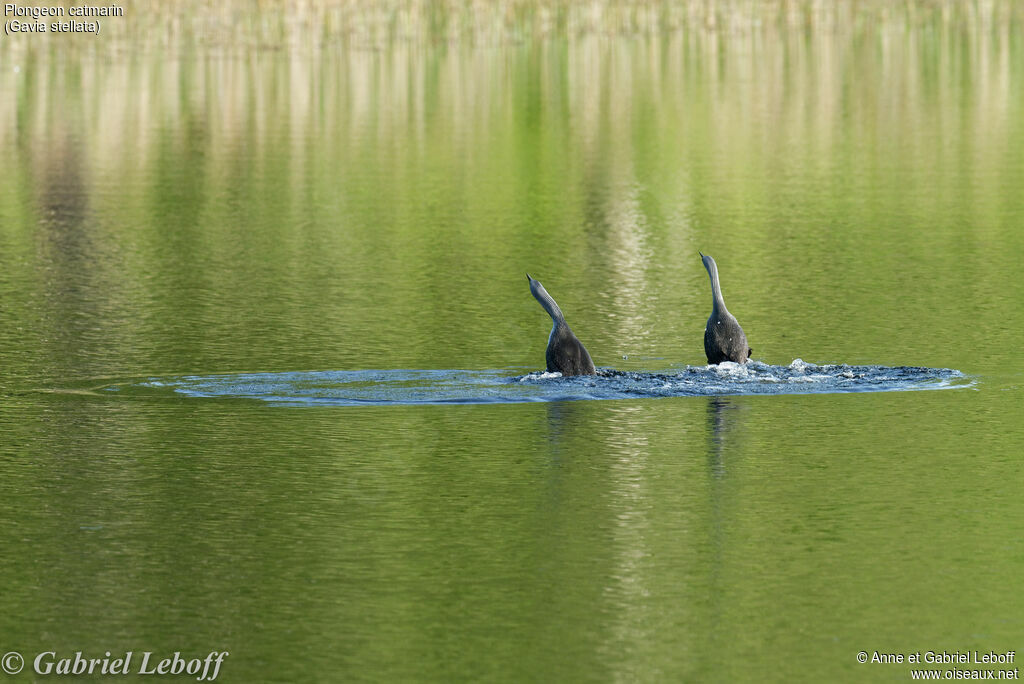 Plongeon catmarinadulte nuptial, parade