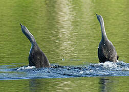 Red-throated Loon