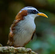 White-browed Scimitar Babbler