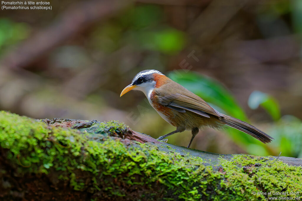 White-browed Scimitar Babbler