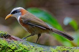 White-browed Scimitar Babbler